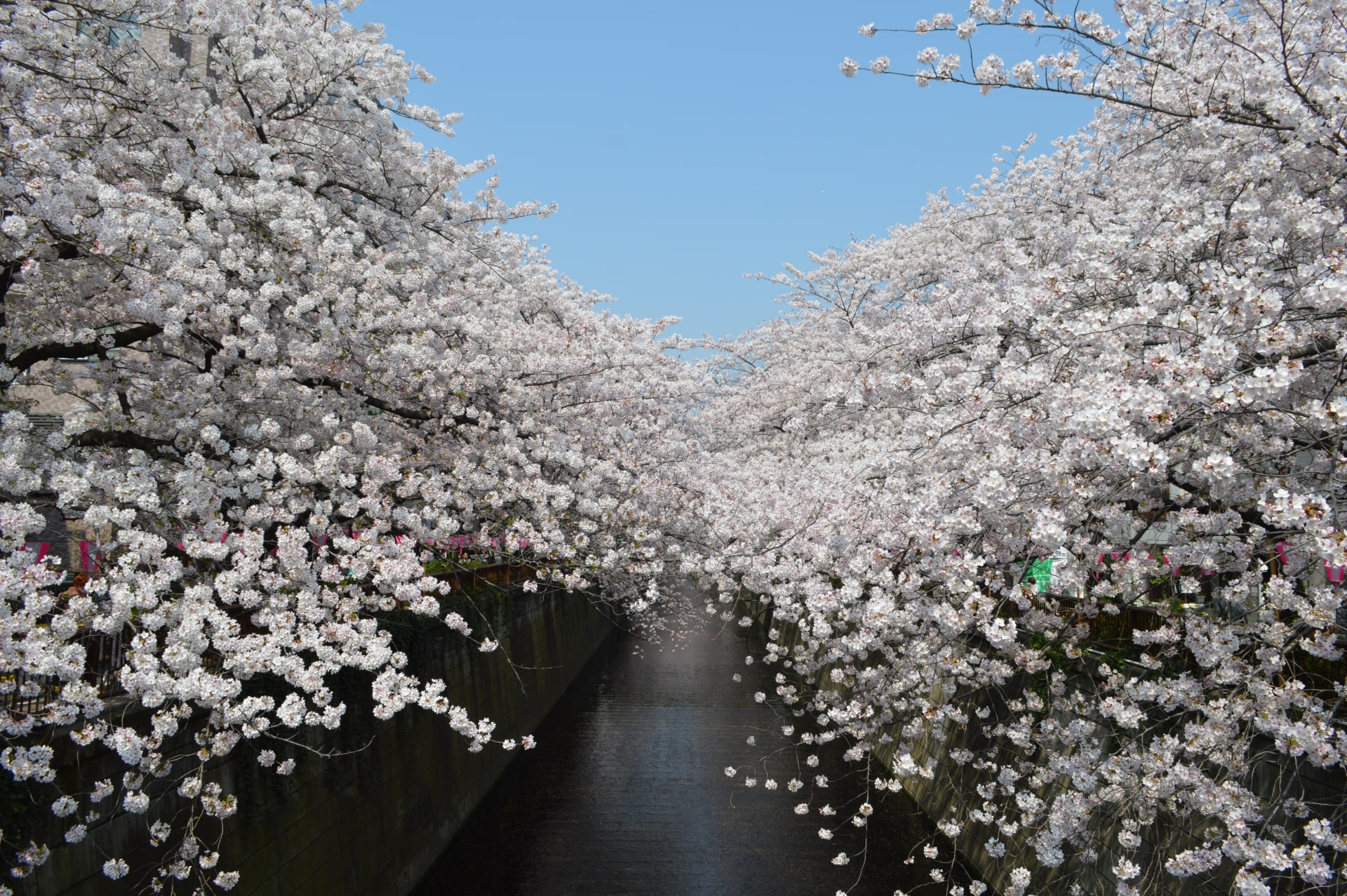 Nakameguro Cherry Blossom Festival