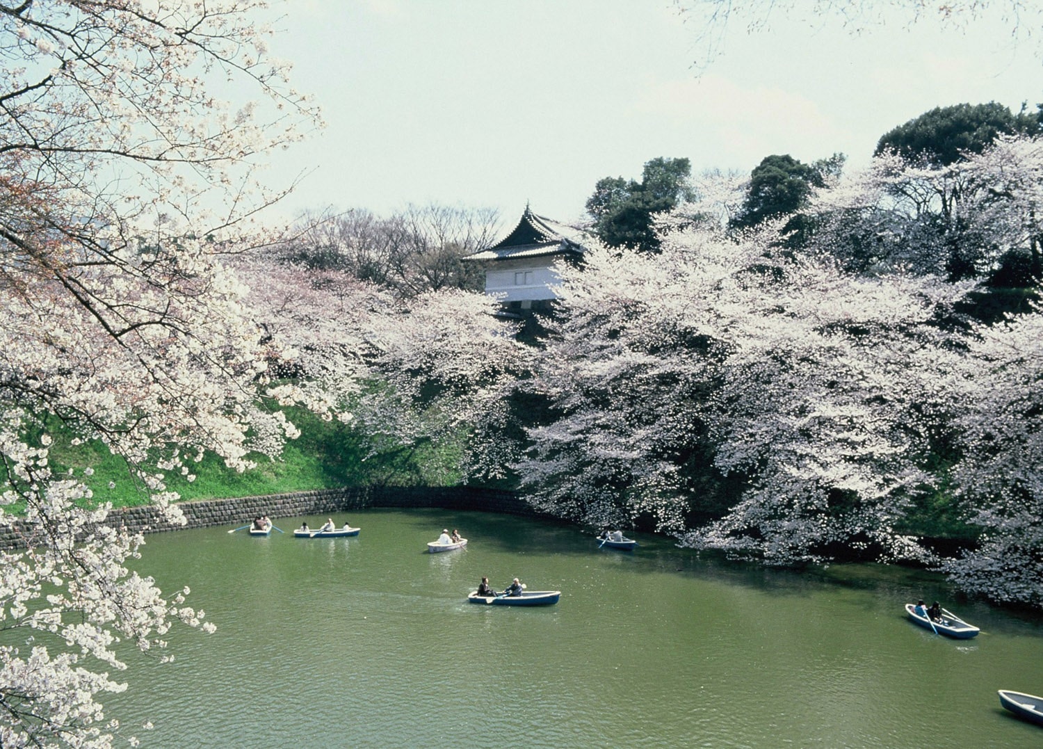 Chiyoda City Cherry Blossom Festival