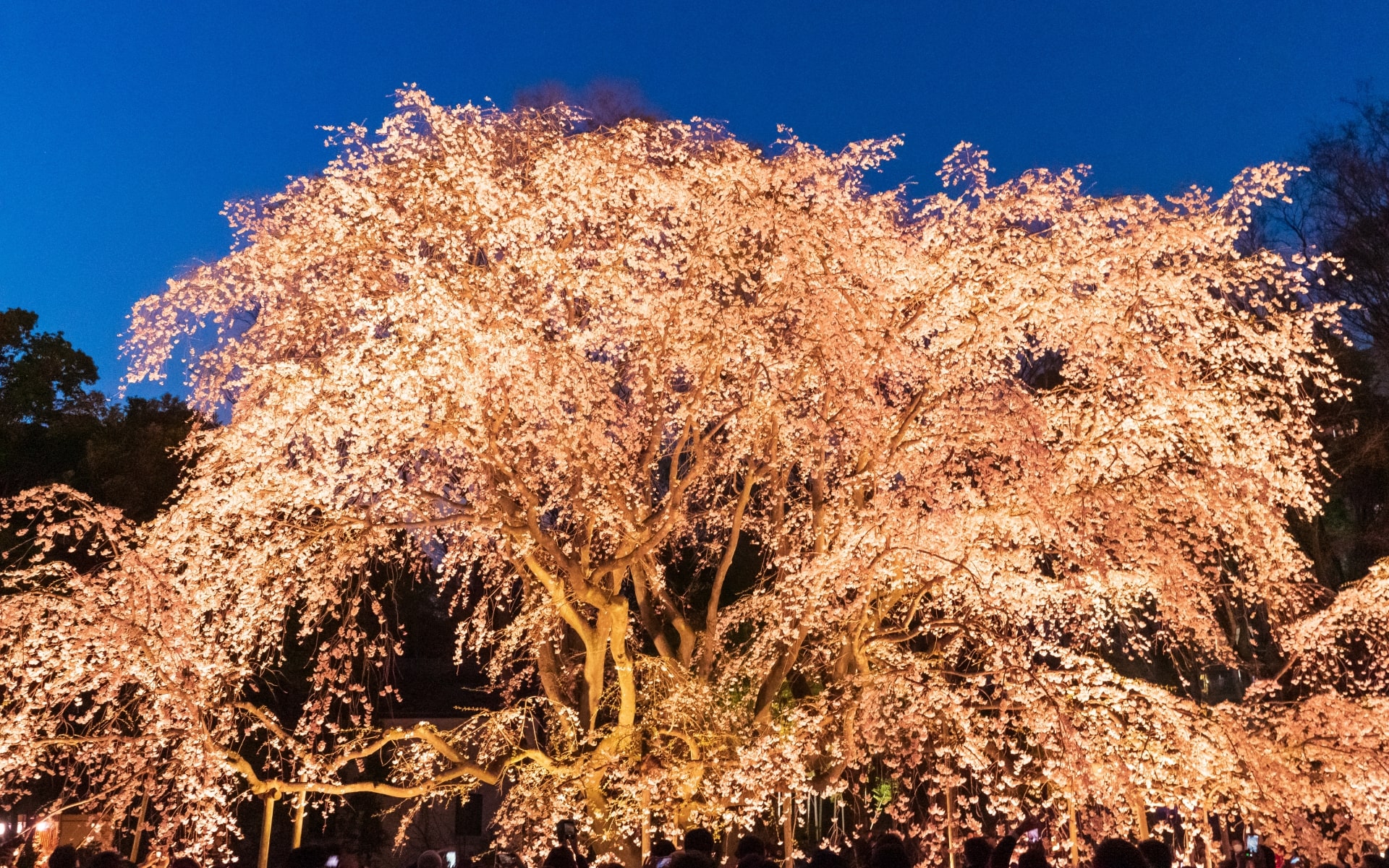 Rikugien Garden Shidare-zakura and Daimyo Teien Park Light-Ups