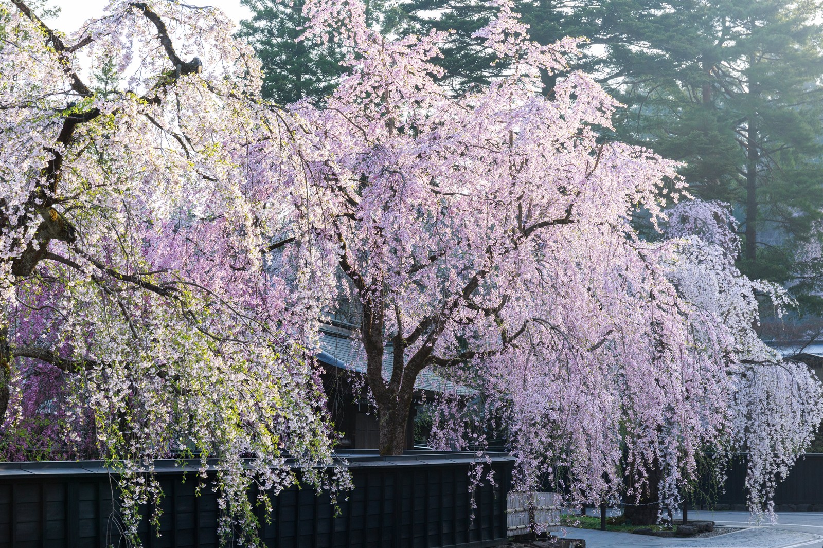 kakunodate cherry blossoms