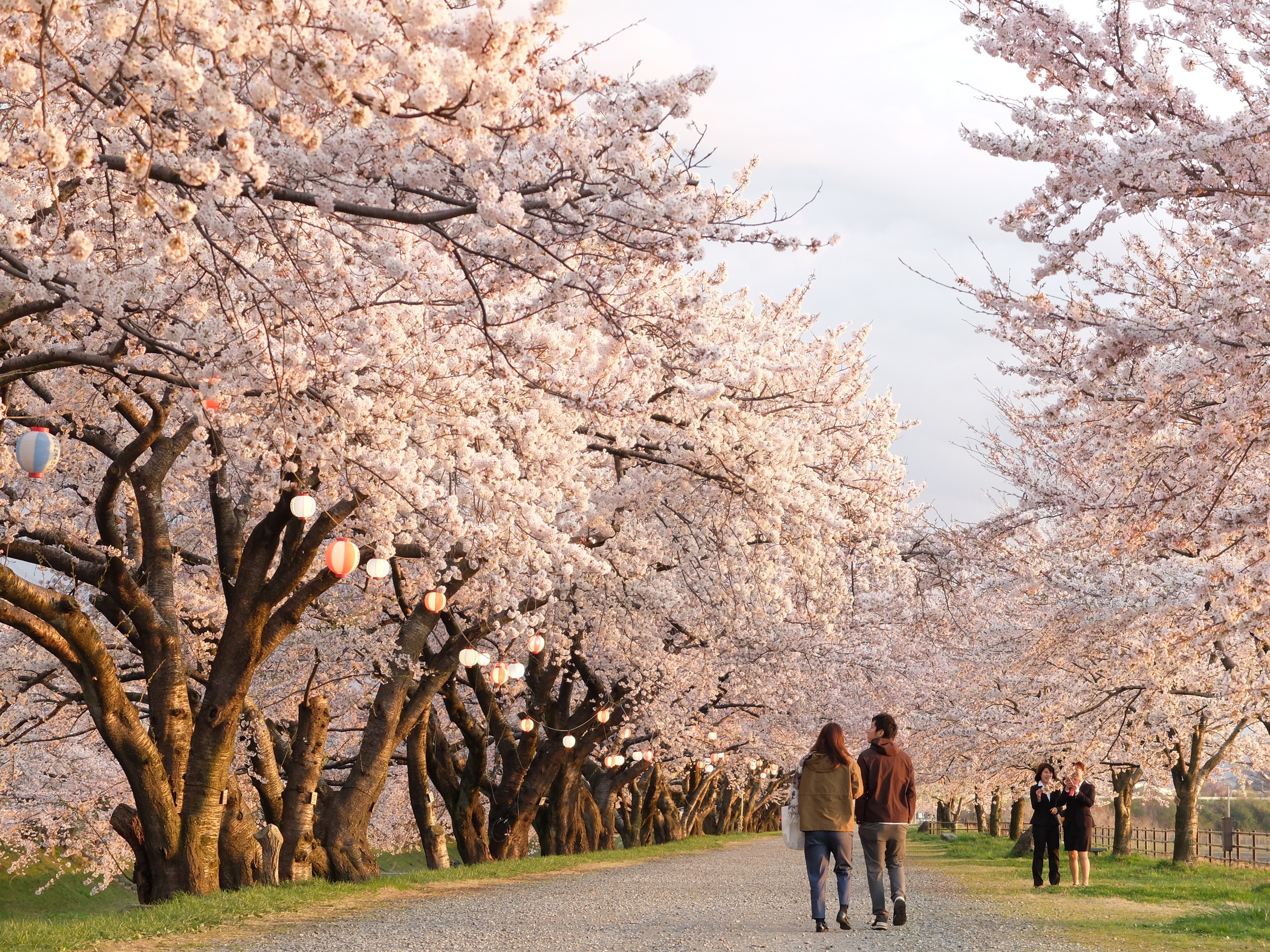 funa_riverbank_cherry_blossoms