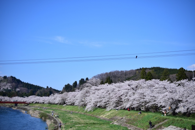 Kakuondate Cherry blossoms 