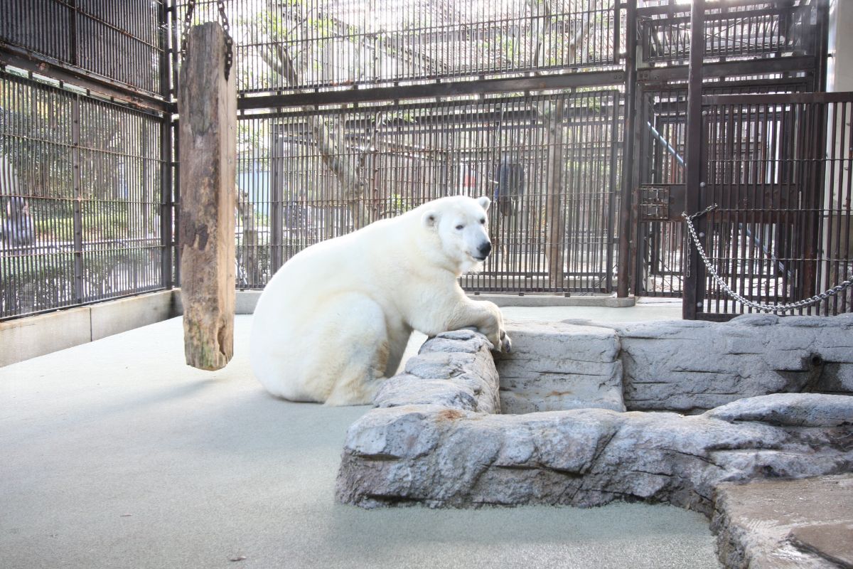 Polar Bear Peace