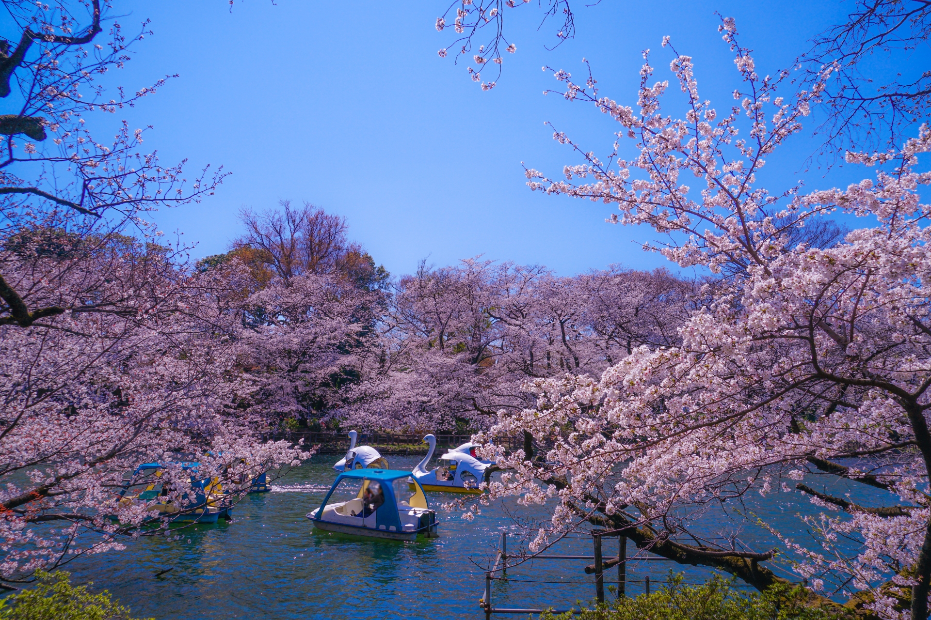 inokashira_koen_park_cherry_blossoms