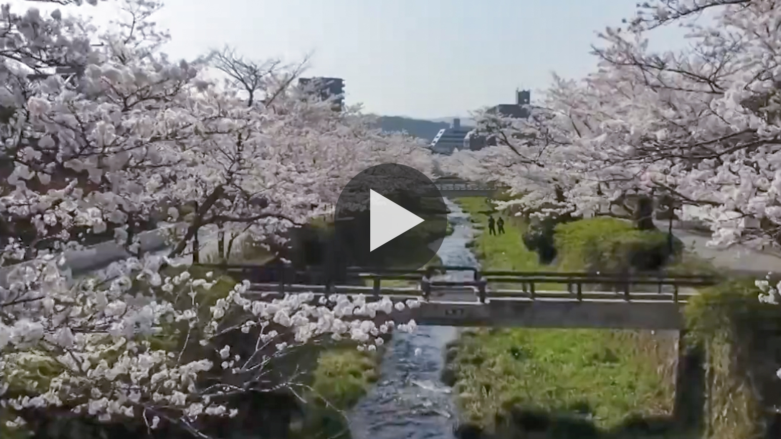 ichinosakagawa_rivercherry_blossom_trees
