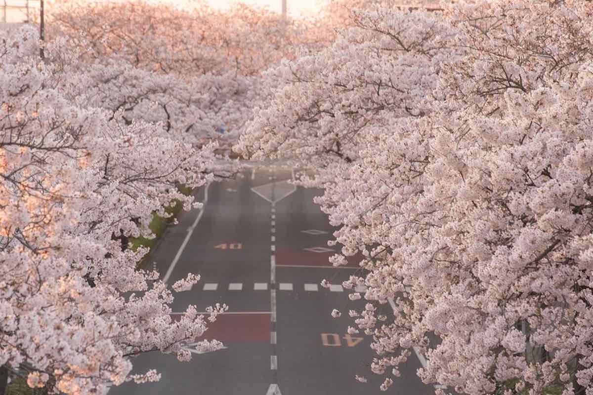 cherry_blossoms_on_heiwa_st