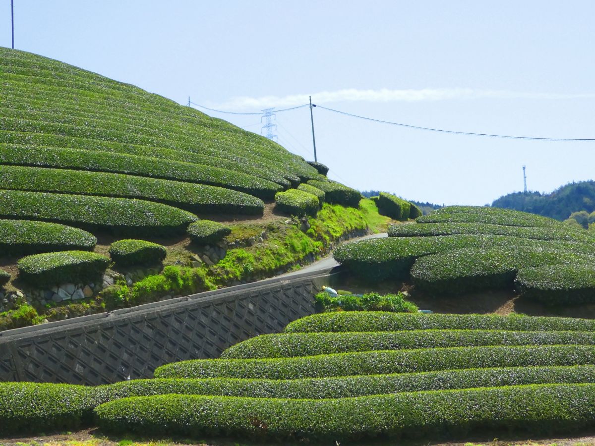 宇治 茶 の 郷 和束 の 茶畑